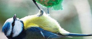 Futtern über Kopf. Das Fressen an Meisenknödeln ist unbequem, doch die Vögel sind dabei einigermaßen sicher vor Katzen.