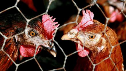 Unter Quarantäne. Bereits im November ordneten etliche Landkreise in Niedersachsen eine Stallpflicht an. Nun haben sich trotzdem Tiere mit der gefährlichen H5N8-Vogelgrippevariante angesteckt.