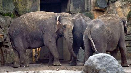 Schon etwas altersschwach: die asiatischen Elefantenkühen Louise, immerhin 41 Jahre alt, und Astra, 34 Jahre im Berliner Tierpark.