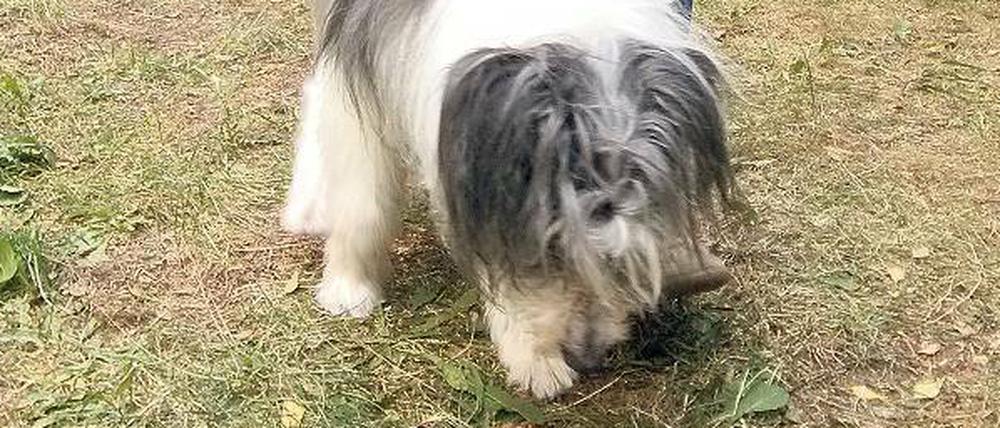 Hund und Halter. Elena Kasiyanova und der mittlerweile tote Borges.