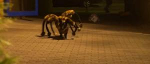 Youtube-Clip des Jahres