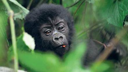 Niedlich – und schützenswert: Gorillajunges in Uganda