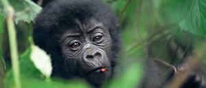 Niedlich – und schützenswert: Gorillajunges in Uganda 