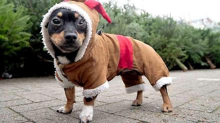 Manteltier. Als Familienmitglieder werden zunehmend auch Haustiere zu Weihnachten beschenkt - womit auch immer.