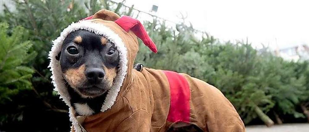 Manteltier. Als Familienmitglieder werden zunehmend auch Haustiere zu Weihnachten beschenkt - womit auch immer.