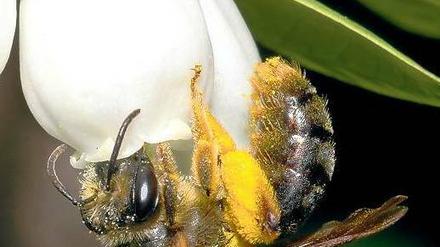 Wildbienen bevorzugen bestimmte Blütenpflanzen. Wenn sie aufgrund intensiver Landwirtschaft fehlen, gehen die Bestände bestimmter Arten zurück.