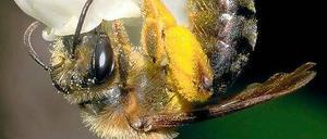 Wildbienen bevorzugen bestimmte Blütenpflanzen. Wenn sie aufgrund intensiver Landwirtschaft fehlen, gehen die Bestände bestimmter Arten zurück.