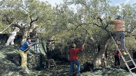 Es war einmal. In den vergangenen Jahren machten die Italiener viel Geld mit ihrem Olivenöl. Dieses Jahr dürfte es nicht einmal für den Eigenbedarf des Landes reichen. 