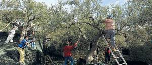 Es war einmal. In den vergangenen Jahren machten die Italiener viel Geld mit ihrem Olivenöl. Dieses Jahr dürfte es nicht einmal für den Eigenbedarf des Landes reichen. 