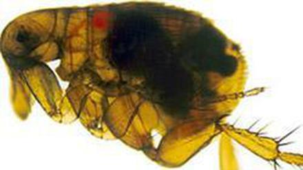 Ein mit Pest-Bakterien (schwarz) infizierter Floh (Xenopsylla cheopis).
