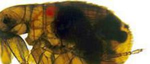 Ein mit Pest-Bakterien (schwarz) infizierter Floh (Xenopsylla cheopis).