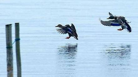 Enten im Boddengewässer bei Waase (Mecklenburg-Vorpommern), einem kleinen Dorf auf der Insel Ummanz, wo erstmals das gefürchtete Vogelgrippe-Virus H5N8 bei einem Wildvogel nachgewiesen wurde. 