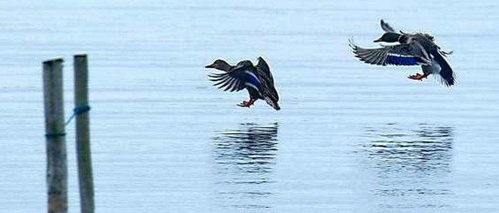 Enten im Boddengewässer bei Waase (Mecklenburg-Vorpommern), einem kleinen Dorf auf der Insel Ummanz, wo erstmals das gefürchtete Vogelgrippe-Virus H5N8 bei einem Wildvogel nachgewiesen wurde. 