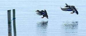 Enten im Boddengewässer bei Waase (Mecklenburg-Vorpommern), einem kleinen Dorf auf der Insel Ummanz, wo erstmals das gefürchtete Vogelgrippe-Virus H5N8 bei einem Wildvogel nachgewiesen wurde. 