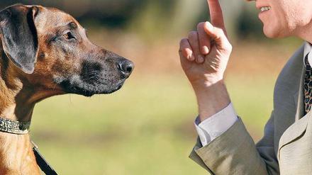 Herr und Hund: Sie sprechen nicht die gleiche Sprache, verstehen sich trotzdem.