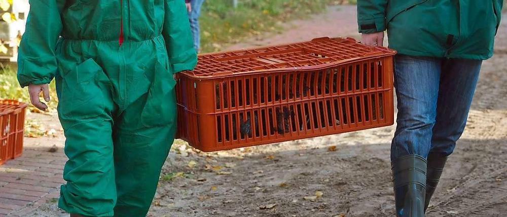 Abtransport zum Keulen: Seuchenbekämpfung in Deutschland