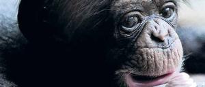 Zufrieden. Ein sechs Tage altes Schimpansenbaby bei seiner Mutter.