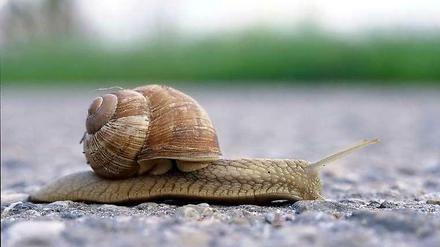 Schulsanierung in Steglitz-Zehlendorf - ein Schneckenrennen.