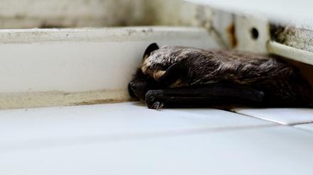 Besuch in der Dusche: Eine Fledermaus ruht sich aus.