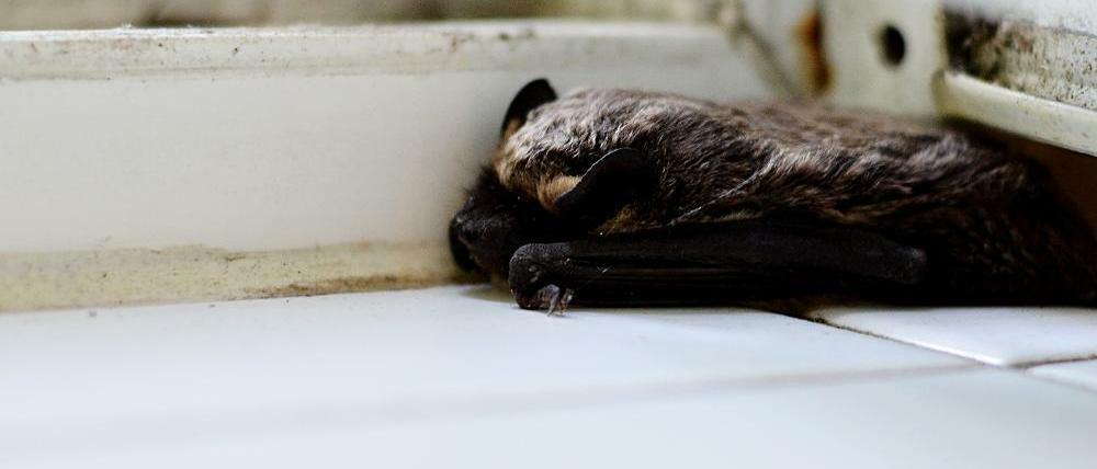 Besuch in der Dusche: Eine Fledermaus ruht sich aus.
