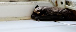 Besuch in der Dusche: Eine Fledermaus ruht sich aus.