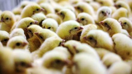 Küken waren der Anfang. Wegen einer falschen Lieferung wurde das Huhn zum Fleischlieferanten.
