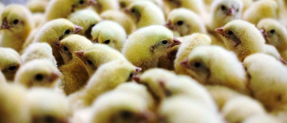 Küken waren der Anfang. Wegen einer falschen Lieferung wurde das Huhn zum Fleischlieferanten.