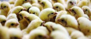 Küken waren der Anfang. Wegen einer falschen Lieferung wurde das Huhn zum Fleischlieferanten.