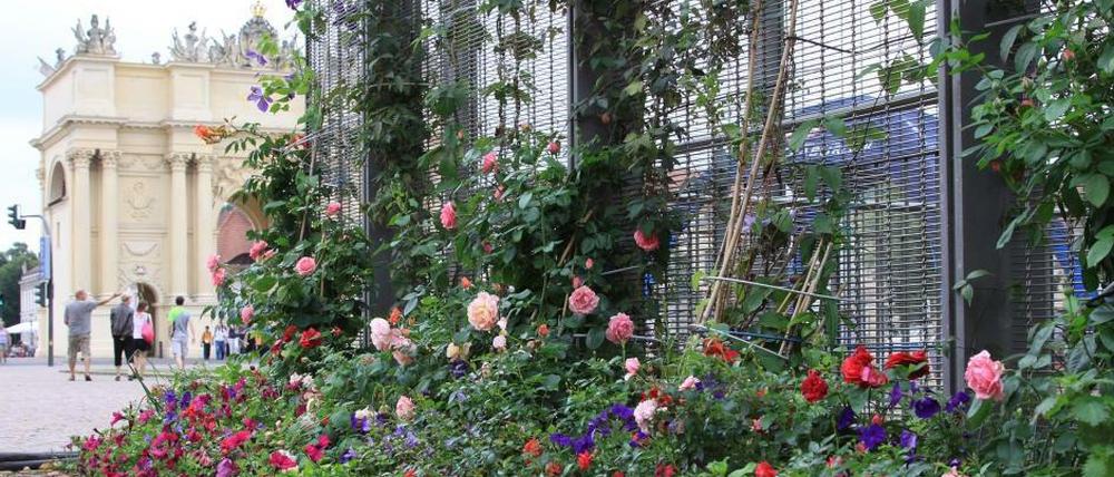 Buntes Willkommen. Wer aus der Tiefgarage unterm Luisenplatz auftaucht, wird derzeit mit einer Blumenpracht überrascht. Die anonyme Guerilla-Gärtnerin „Elli“ hat sich vorgenommen, den zentralen Platz aus seiner Grau-Starre zu wecken. Fast täglich kümmert sie sich um die vielen Beete und Pflanzkübel, die sie mithilfe einiger Sponsoren angelegt hat. Die Stadt freut sich über das Engagement.