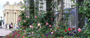 Buntes Willkommen. Wer aus der Tiefgarage unterm Luisenplatz auftaucht, wird derzeit mit einer Blumenpracht überrascht. Die anonyme Guerilla-Gärtnerin „Elli“ hat sich vorgenommen, den zentralen Platz aus seiner Grau-Starre zu wecken. Fast täglich kümmert sie sich um die vielen Beete und Pflanzkübel, die sie mithilfe einiger Sponsoren angelegt hat. Die Stadt freut sich über das Engagement.