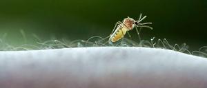 Stechmücke bei der Mahlzeit.