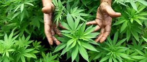 Cannabis-Pflanzen in einer Plantage.