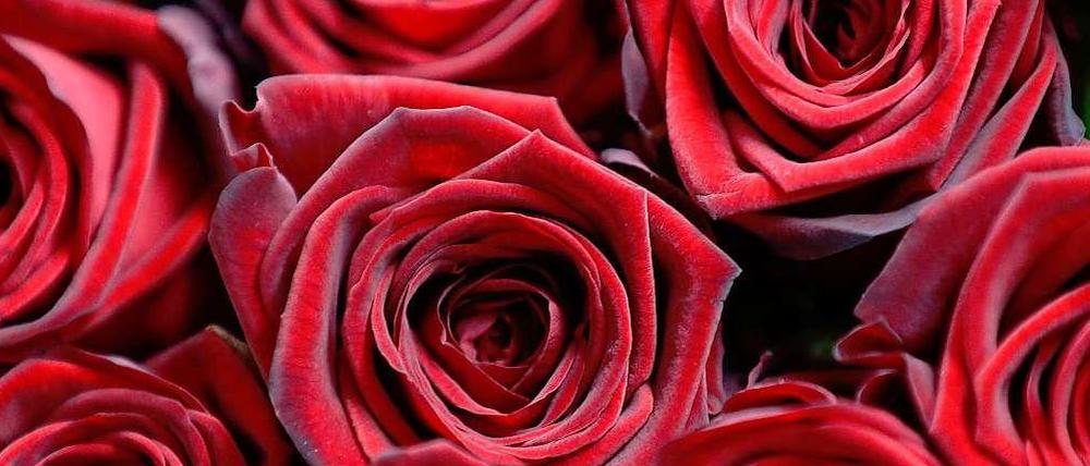 Beliebt am Valentinstag: die roten Rosen.