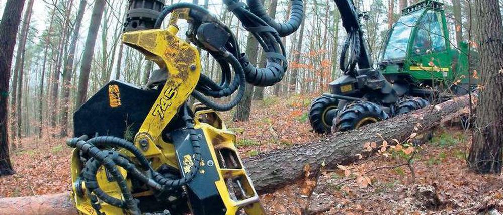 Riesen im Wald. Überall sind die diese Ungetüme zu sehen, die sich fast schon elegant durch die Bäume schlängeln. Diese Holzerntemaschinen heißen "Harvester".
