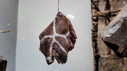 In Dänemark ist das normal. Noch eine Giraffe soll sterben.