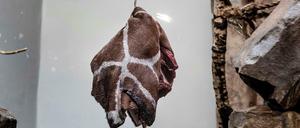 In Dänemark ist das normal. Noch eine Giraffe soll sterben.