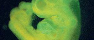 Vielseitig. Aus den Stammzellen wuchs ein ganzer Embryo. 