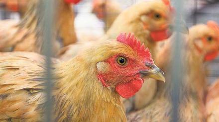 Geflügelmärkte sind ein Seuchenherd.