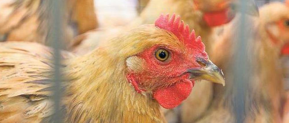 Geflügelmärkte sind ein Seuchenherd.