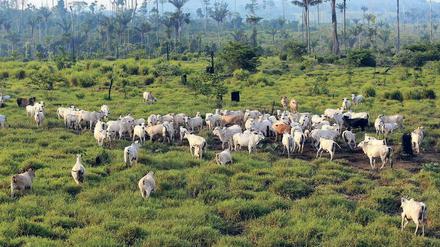 Rinder statt Bäumen: In Brasilien wird der Regenwald massiv abgeholzt.