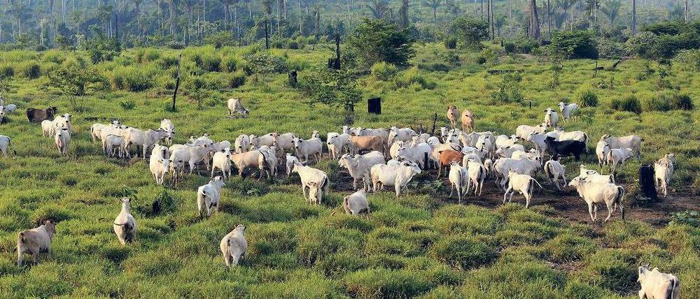 Rinder statt Bäumen: In Brasilien wird der Regenwald massiv abgeholzt.