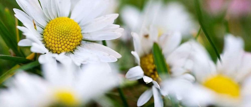 Raus aus der Stadt, die Natur bestaunen. Und wie wird das Wetter am Wochenende? Die Prognose finden Sie aktuell unter www.tagesspiegel.de/wetter