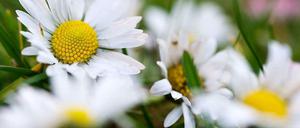 Raus aus der Stadt, die Natur bestaunen. Und wie wird das Wetter am Wochenende? Die Prognose finden Sie aktuell unter www.tagesspiegel.de/wetter