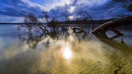 Malerisch: Der Stechlinsee in Brandenburg.