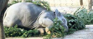 Mit Essen spielt man nicht! Anchali schon. Der junge Elefant freut sich über die Weihnachtsbäume, die ihm als Mahlzeit serviert wurden.