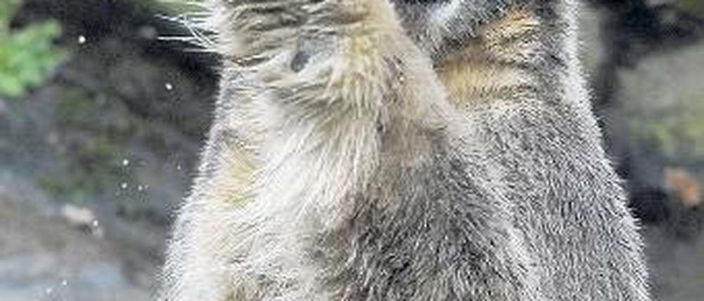 Es wurde nicht alles Knut. Der Eisbär starb im Alter von nur vier Jahren.