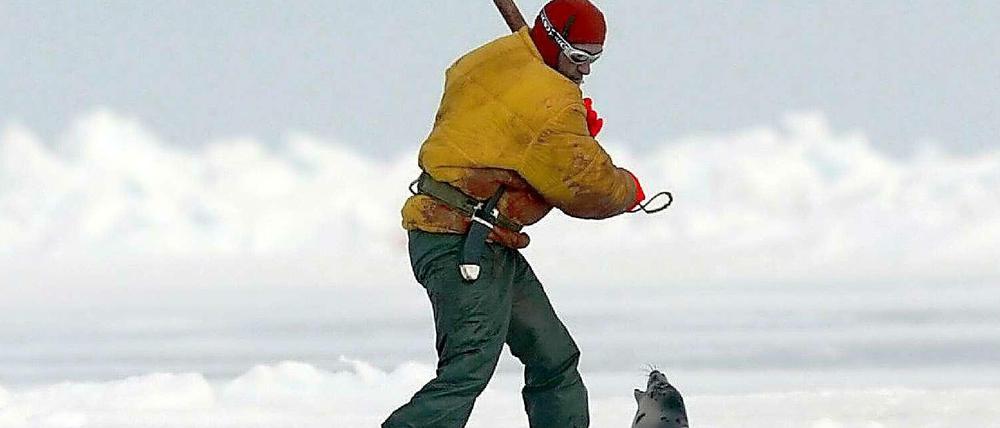 Robbenjagd in Kanada. Die Tierschutzorganisation Ifaw hat Fotos der Jagdsaison an der Atlantikküste veröffentlicht.