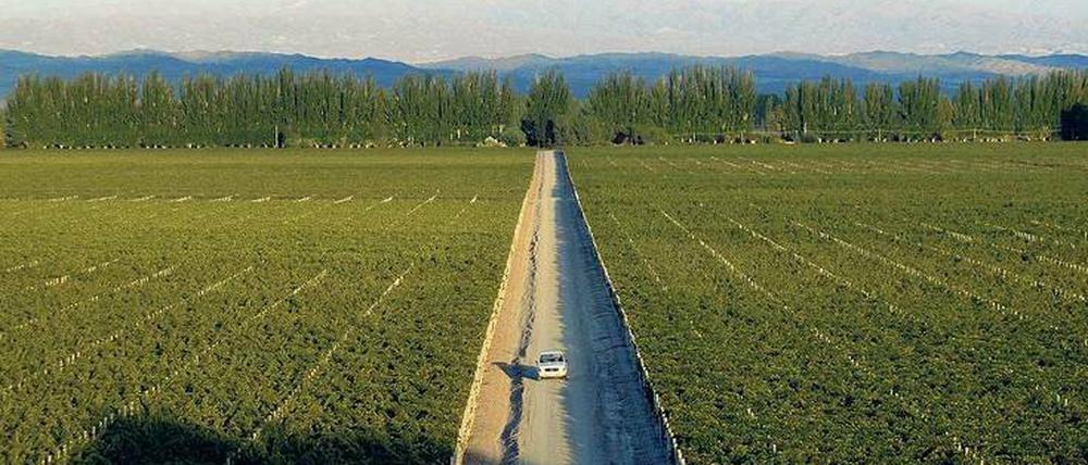 Hier reift was Edles. Wer den Winzern beim Arbeiten zuschauen will, muss nicht mit dem Auto hinfahren. In der Region werden auch Fahrradtouren angeboten.