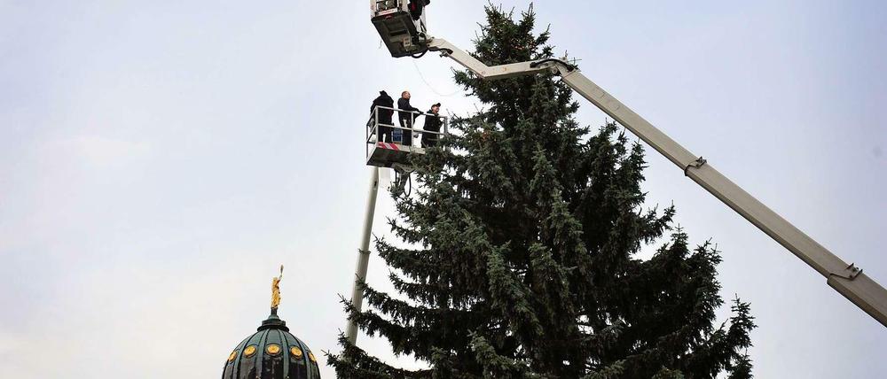 Frohes Fest am Gendarmenmarkt: Der erste Weihnachtsbaum steht.