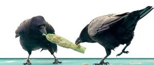 Krähen erobern die Hauptstadt.